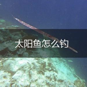 太阳鱼怎么钓,第1张