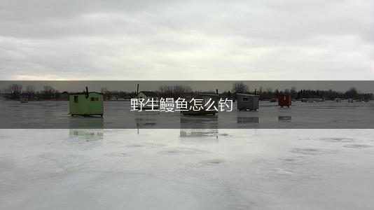 野生鳗鱼怎么钓,第1张