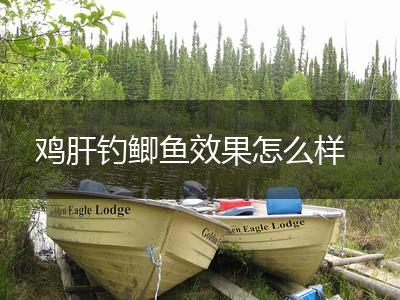 鸡肝钓鲫鱼效果怎么样,第1张