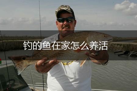 钓的鱼在家怎么养活,第1张