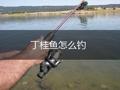 丁桂鱼怎么钓,第1张