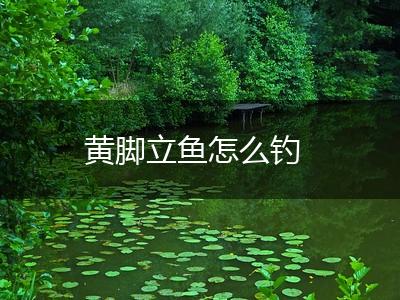 黄脚立鱼怎么钓,第1张