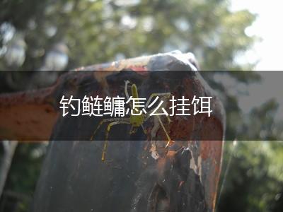 钓鲢鳙怎么挂饵,第1张