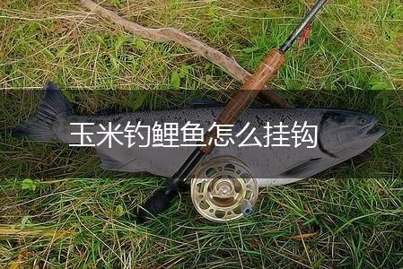 玉米钓鲤鱼怎么挂钩,第1张