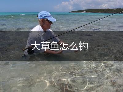 大草鱼怎么钓,第1张