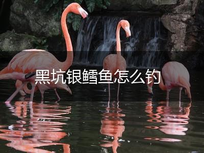 黑坑银鳕鱼怎么钓,第1张
