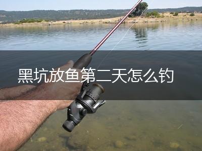 黑坑放鱼第二天怎么钓,第1张