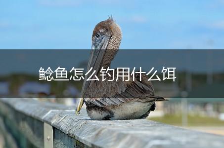 鲶鱼怎么钓用什么饵,第1张