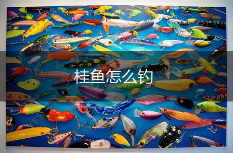 桂鱼怎么钓,第1张