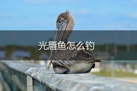 光唇鱼怎么钓,第1张