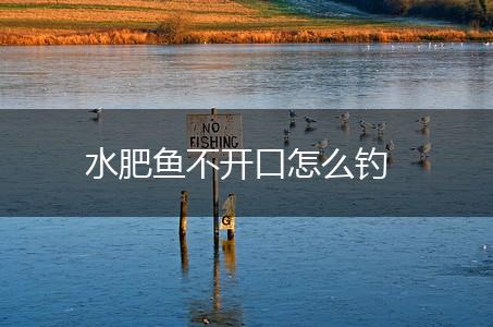 水肥鱼不开口怎么钓,第1张