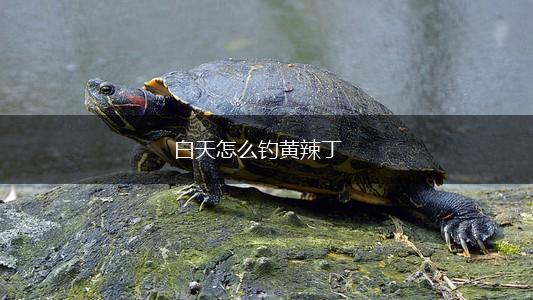白天怎么钓黄辣丁,第1张