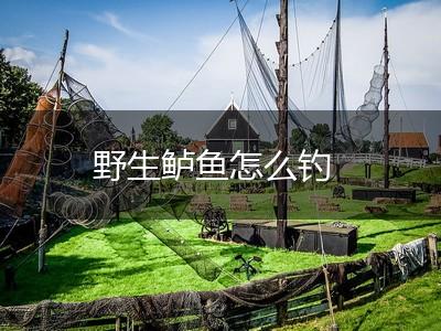 野生鲈鱼怎么钓,第1张