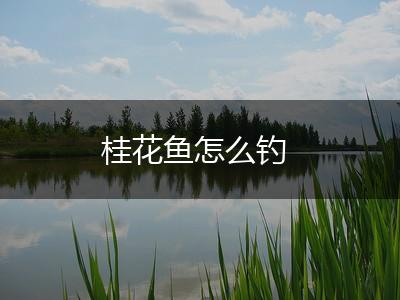 桂花鱼怎么钓,第1张