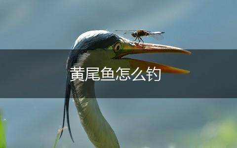 黄尾鱼怎么钓,第1张