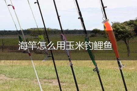 海竿怎么用玉米钓鲤鱼,第1张