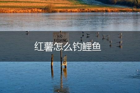 红薯怎么钓鲤鱼,第1张