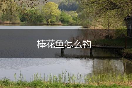 棒花鱼怎么钓,第1张