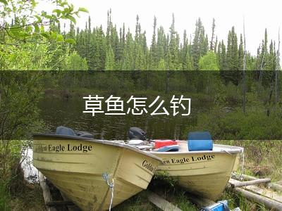 草鱼怎么钓,第1张