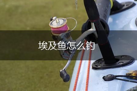 埃及鱼怎么钓,第1张