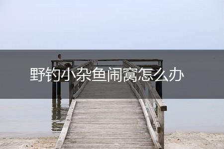 野钓小杂鱼闹窝怎么办,第1张